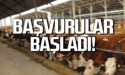 Zonguldak’ta 2023 yılı besilik erkek sığır destekleme başvuruları başladı