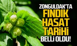 Zonguldak'ta fındık hasat tarihi belli oldu!