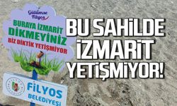 Dikkat! İzmarit ekmeyin, Filyos'ta yetişmiyor!