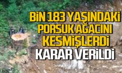 Zonguldak’ta bin 183 yaşındaki porsuk ağacını kesmişlerdi! Karar verildi!