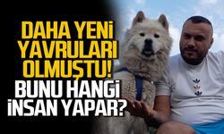 Daha yeni yavruları olmuştu! Köpeğini zehirlediler!