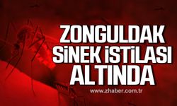 Zonguldak sinek istilası altında!