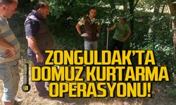 Zonguldak'ta domuz kurtarma operasyonu!