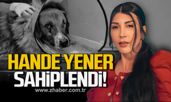 Hedef tahtası gibi ateş edilen köpeği Hande Yener sahiplendi!