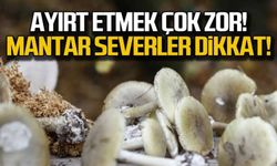 Uzmanı bile zehirlendi! Ayırt etmek çok zor!