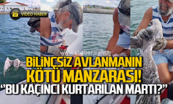 Bilinçsiz avlanmanın sonucu! Martıyı yelken kulübü yöneticileri kurtardı!