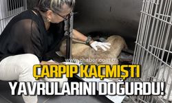 Otomobil çarpıp kaçmıştı! Hamile köpek yavrularını doğurdu!