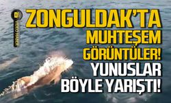 Zonguldak'ta yunuslar balıkçı teknesi ile yarıştı