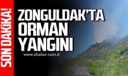 Zonguldak'ta orman yangını!