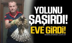 Kozlu'da yolu şaşıran şahin eve girdi