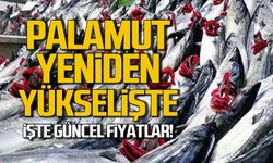 Palamut yeniden yükselişte! İşte güncel fiyatlar!