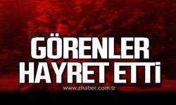 Devrek'te yakalandı! Görenler hayret etti!