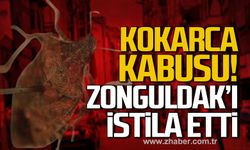 Kokarca kabusu! Zonguldak'ı istila etti!