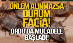 Önlem alınmazsa durum facia! Ordu’da mücadele başladı!