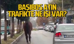 Başıboş at trafiği tehlikeye attı