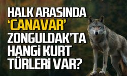 Halk arasında 'canavar!' Zonguldak'ta hangi kurt türleri var!