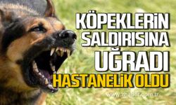 Çaycuma’da köpeklerin saldırısına uğradı! Hastanelik oldu!