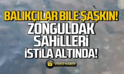 Kdz Ereğli ve Zonguldak sahilleri istila altında!