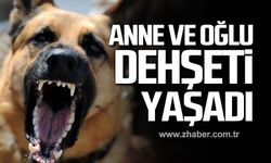 Kastamonu'da sokak köpeği dehşeti! Anne ve oğluna saldırdı!