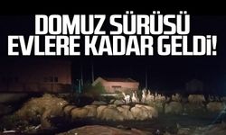 Domuzlar evlere kadar indi! Vatandaşlar tedirgin!