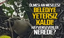 Ölmesi an meselesi! Belediye yetersiz kaldı!