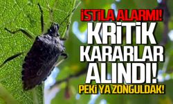 Kahverengi Kokarca alarmı! Kritik kararlar alındı!