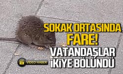 Sokak ortasında fare! Vatandaşlar ikiye bölündü