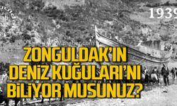 Zonguldak’ın deniz kuğuları