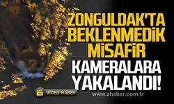 Zonguldak'ta beklenmedik misafir kameralara yakalandı!