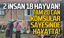 20 can komşuların sayesinde hayatta!