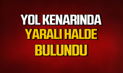 Yol kenarında yaralı Karaca bulundu