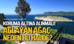 Koruma altına alınmalı! Ağlayan ağaç neden bu halde?