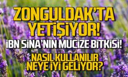 Zonguldak'ta yetişiyor! İbn-i Sina’nın övdüğü mucizevi Kabataş Otu!