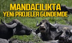 Çaycuma'da mandacılık için yeni projeler gündemde!