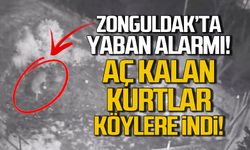 Zonguldak'ta yaban alarmı! Aç kalan kurtlar köylere indi!