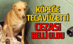 Karabük’te köpeğe tecavüz eden şahıs tutuklandı