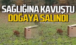 Yaralı çakal sağlığına kavuştu! Doğaya salındı!