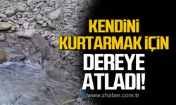 Kendini kurtarmak için dereye atlayan karaca kameralara yakalandı