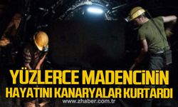 Yüzlerce madencinin hayatını kanaryalar kurtardı!