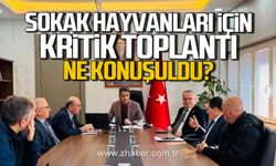 Sokak hayvanları için kritik toplantı! Ne konuşuldu?