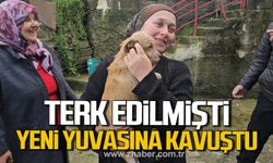 Terk edilmişti! Yeni yuvasına kavuştu!