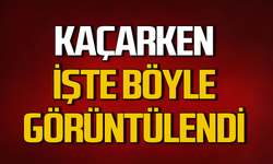 Bartın'da kaçan Karaca  böyle görüntülendi