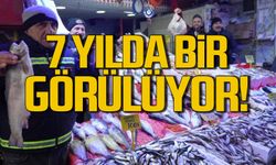 7 Yılda Bir Görülüyor! Balıkçıların Yüzü Bu Kez Güldü