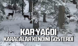 Kar yağdı Karacalar kendini gösterdi!