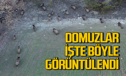 Domuz sürüsü dronla işte böyle görüntülendi