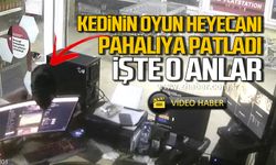 Zonguldak'ta kedinin oyun heyecanı pahalıya patladı! İşte o anlar!