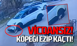 Vicdansız! Köpeği ezip kaçtı