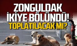 Zonguldak’ta Sokak Köpekleri Toplatılacak mı?