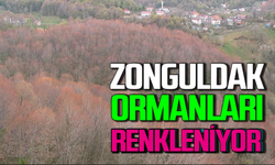 Zonguldak ormanları renklenmeye başladı!