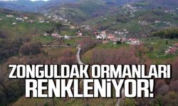 Zonguldak ormanları renkleniyor!